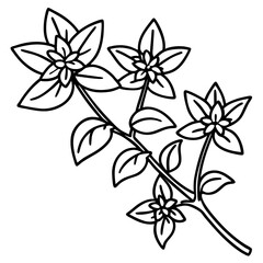 Oregano line art vector
