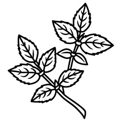 Oregano line art vector