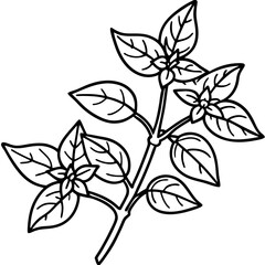 Oregano line art vector