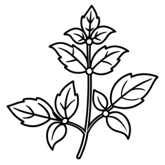Oregano line art vector
