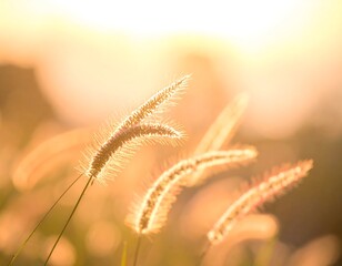 Sunlit blades of wild grass gently sway in the golden hour light, blurring into a soft, warm background