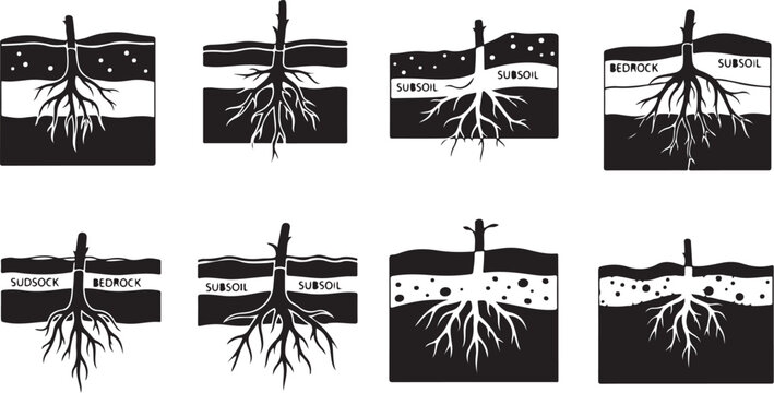 Plant Root Growth Stages in Soil Layers Illustration Set