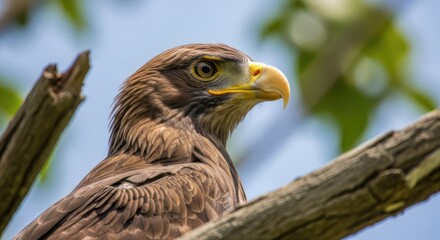 Fototapeta premium A close-up of a brown eagle perched on a tree branch, with a clear blue sky in the background.