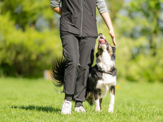 border collie  dog showing accurate heelwork, tight heeling and strong handler engagement