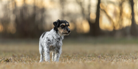 A small Jack Russell Terrier dog poses in nature at sunrise or sunset in early spring
