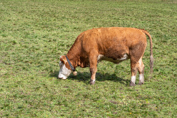 The Weanling Bull are feeding grass on farm