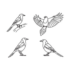 Obraz premium Four birds in different poses on white background bird drawings for coloring book