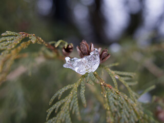 A droplet of ice on a Larch