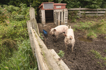 Domestic pigs Sus scrofa domesticus in muddy farm enclosure. © Trygve