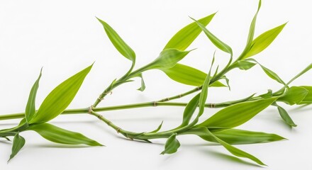 Obraz premium Fresh Vibrant Green Bamboo Plant Stems with Leaves on Clean White Background Minimalist Nature Studio Shot