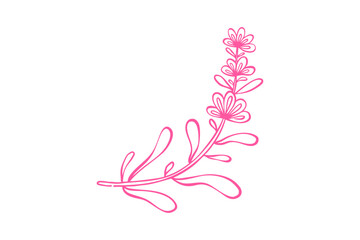 Spring clipart hand drawn pink lavender flower branch sketch, simple floral element for decoration or design