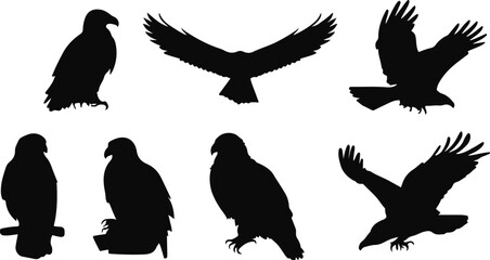 Obraz premium A striking black silhouette of a majestic bird of prey perched calmly