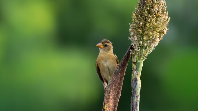 Baya weaver bird perched on a plant stem with soft green background