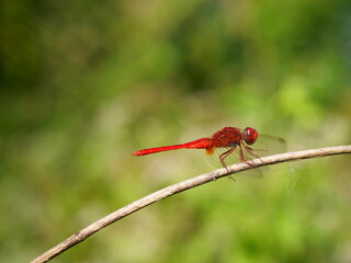Scarlet skimmer or Crimson darter Dragonfly on a branch with natural green background