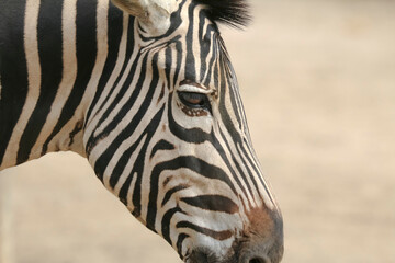 Naklejka premium Porträr des Kopfes eines Zebras, Equus quagga, Equus zebra, Grevyzebra, Equus Grevyi 