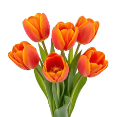 Fototapeta premium Vibrant orange tulips bouquet isolated on transparent background