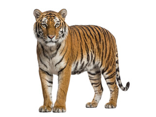 Bengal tiger standing, front view, isolated on transparent background (PNG)