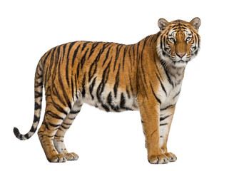 Obraz premium Bengal tiger standing, side view, isolated on transparent background (PNG)
