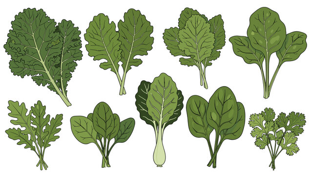 Comprehensive collection of various fresh green leafy vegetables including kale spinach arugula and cilantro on a white background.