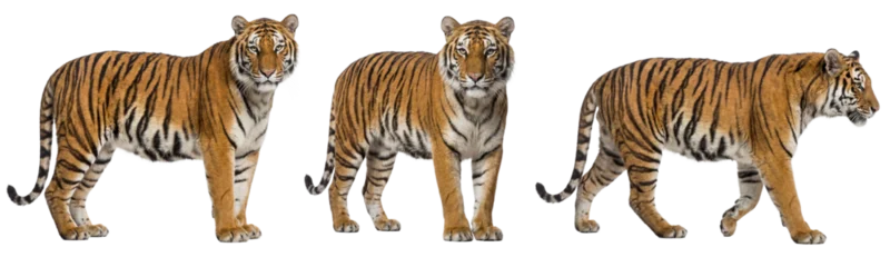 Fototapete Tiger Bengal tiger isolated on transparent background  © Trixy