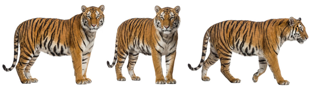 Bengal tiger isolated on transparent background