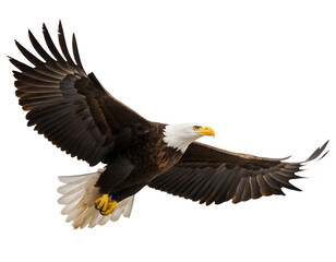 Obraz premium Majestic bald eagle soars with impressive wings against a black background, bald eagle, eagle, bird, flying, flight, wings, soaring, predator, wildlife, nature, animal, freedom, symbol, USA