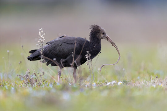 Juvenile female Northern Bald Ibis (Geronticus eremita) feeding on a worm in a meadow.