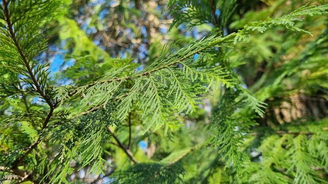 Sunlight filtering through lush green cedar branches, gently swaying in the wind. A serene and tranquil natural background with beautiful bokeh