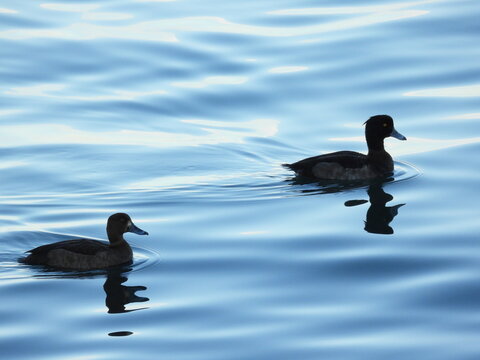 Tepeli patka Tufted duck in the sea	