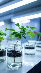 Sprouts grow in glass jars filled with water under bright lights on a white surface