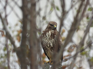 bayağı şahin natural common buzzard