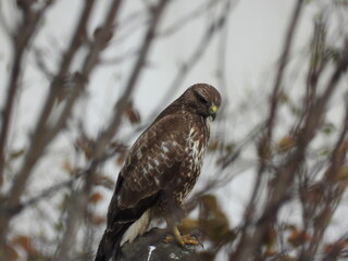 bayağı şahin natural common buzzard