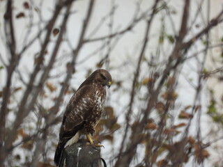 bayağı şahin natural common buzzard