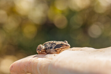 Natural frog on human protecting gloves hands, ecology, responsibility, gentle handling, amphibian study themes. Natural light, documentary photography, realistic textures, shallow depth of field.