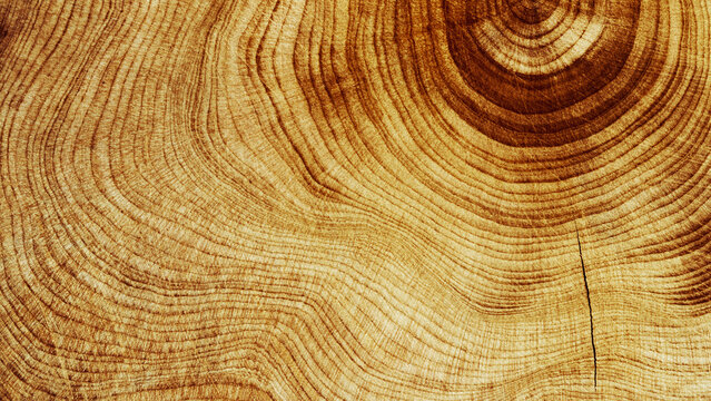 Wood pattern, detailed view of wooden texture with natural tree rings of juniper, banner, eco textures earthy tones, dark color, Macro trend, nature growth patterns and organic beauty of material