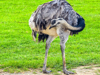 Greater rhea Rhea americana grazing on green grass in a park.