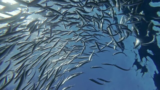 Underwater view of shoal of sardine fish swimming in sea in sun shine, 4k
