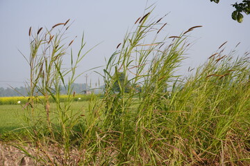 Close‑up of tall green grass or reeds in a field