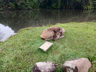 Obraz premium Sambar deer lying and resting on grass in tropical forest at Khao Yai National Park, Brown fur mammal and hoofed animal in World Heritage site with black water of swamp and green tree, Thailand