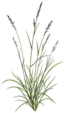 Detailed Illustration of a Bunch of Wild Grass.