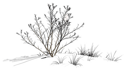 Obraz premium Detailed Sketch of a Desert Bush with Grass.