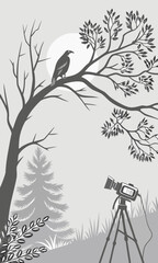 Raven Perched on Branch Captured by Camera.