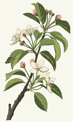 Vintage Apple Blossom Illustration with Delicate Flowers and Leaves.