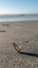 mediocrity. Butterfly seashell resting on sandy beach with soft focus and ocean background. wildlife magazines, conservation campaigns, designed for wildlife conservation campaigns.

