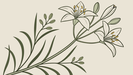 Fototapeta premium Elegant Lily Illustration A Detailed Botanical Drawing.