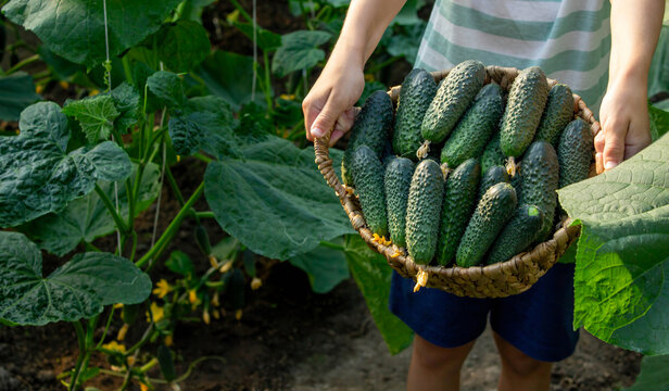 Cute boy holding a wicker basket full of fresh green cucumbers in the garden