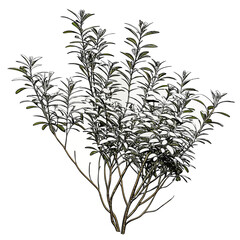 Obraz premium Rosemary Plant Isolated on White Background Aromatic Herb.