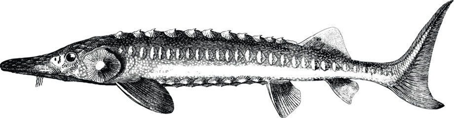 Engraving illustration of sturgeon fish. Elegant vintage engraved sturgeon fish. Sturgeon fish sketch