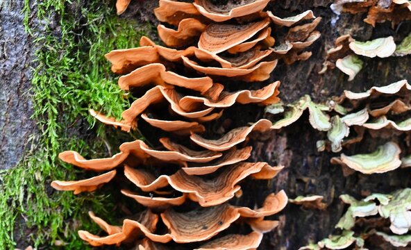 Vertical Cluster of Orange Turkey Tail Mushrooms Growing on Mossy Tree Bark