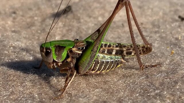 Detailed macro view of a green and brown bush cricket, also known as a katydid, moving its antennae while resting on a textured surface, showcasing its vibrant colors and intricate body patterns